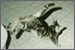 Atlas Records: Click to visit